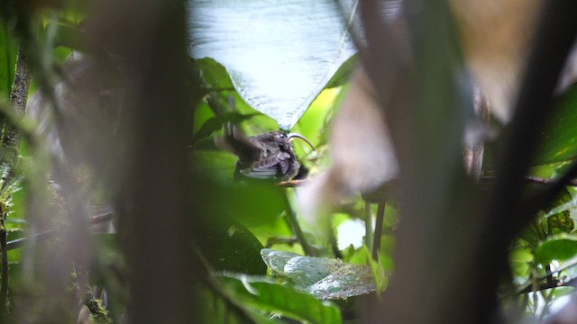 White-tipped Sicklebill - ML614285418