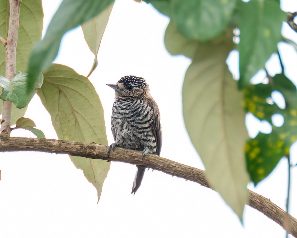 Ochre-collared Piculet - ML614285469