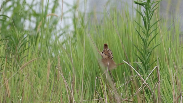 Tawny Grassbird - ML614285470