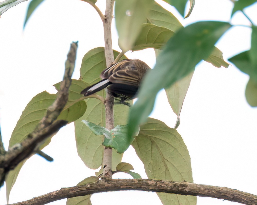 Ochre-collared Piculet - ML614285471