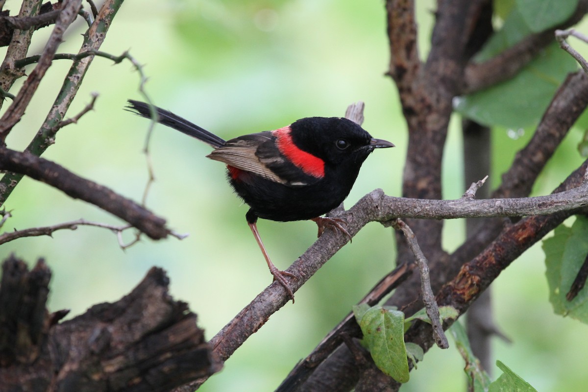 Red-backed Fairywren - ML614285478