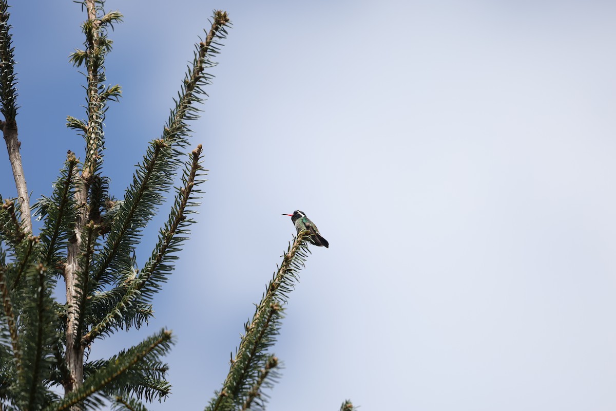 White-eared Hummingbird - ML614285574