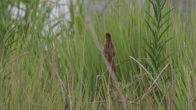 Tawny Grassbird - ML614285597