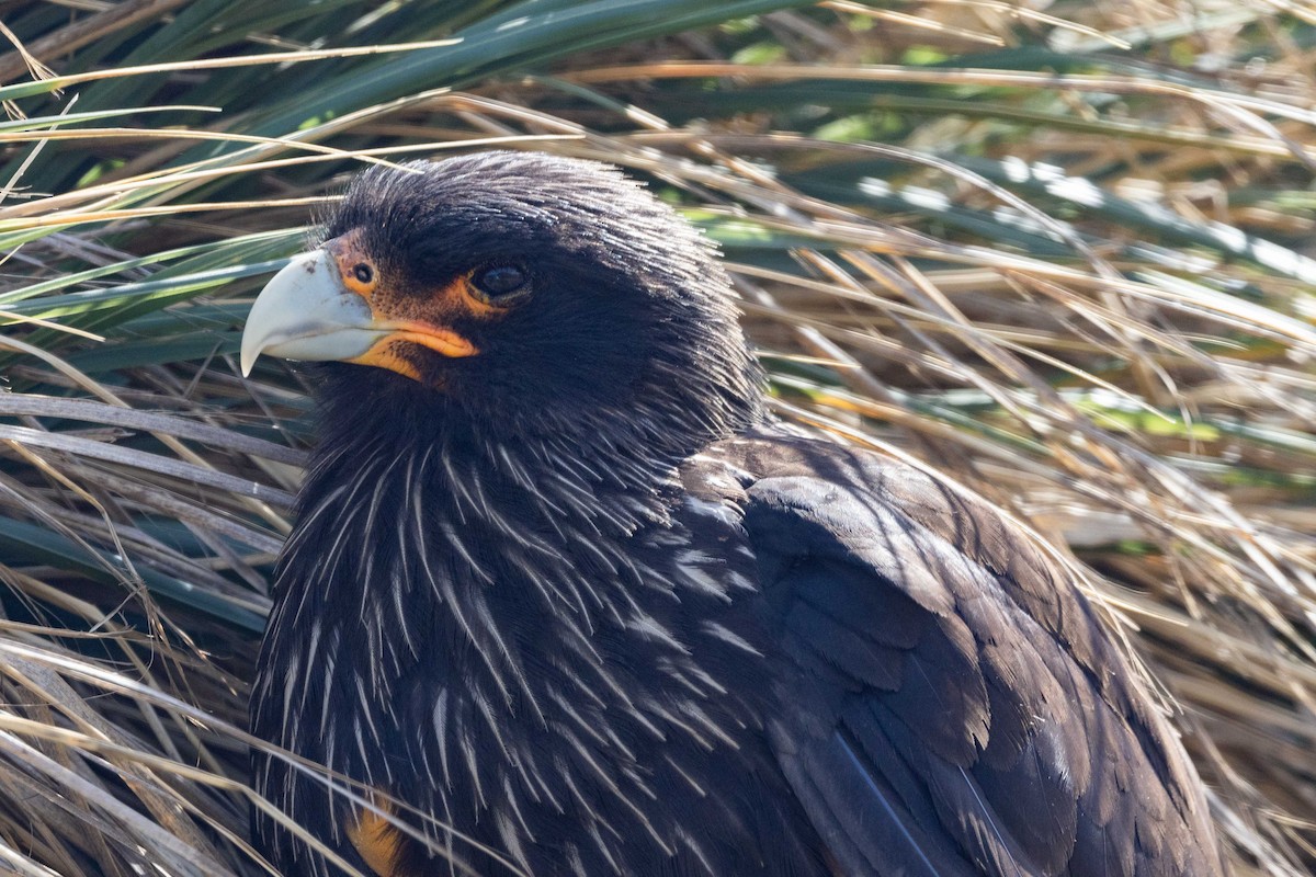 Striated Caracara - ML614285651