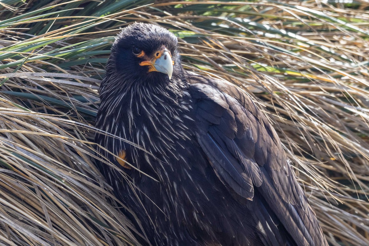 Striated Caracara - ML614285652