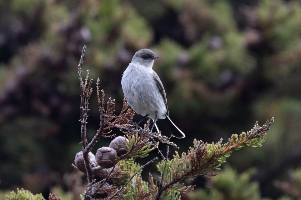 Dark-faced Ground-Tyrant - ML614285660