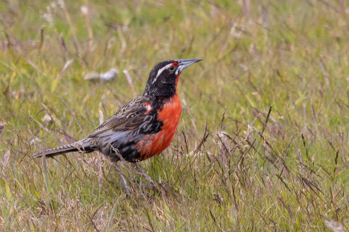 Long-tailed Meadowlark - ML614285670