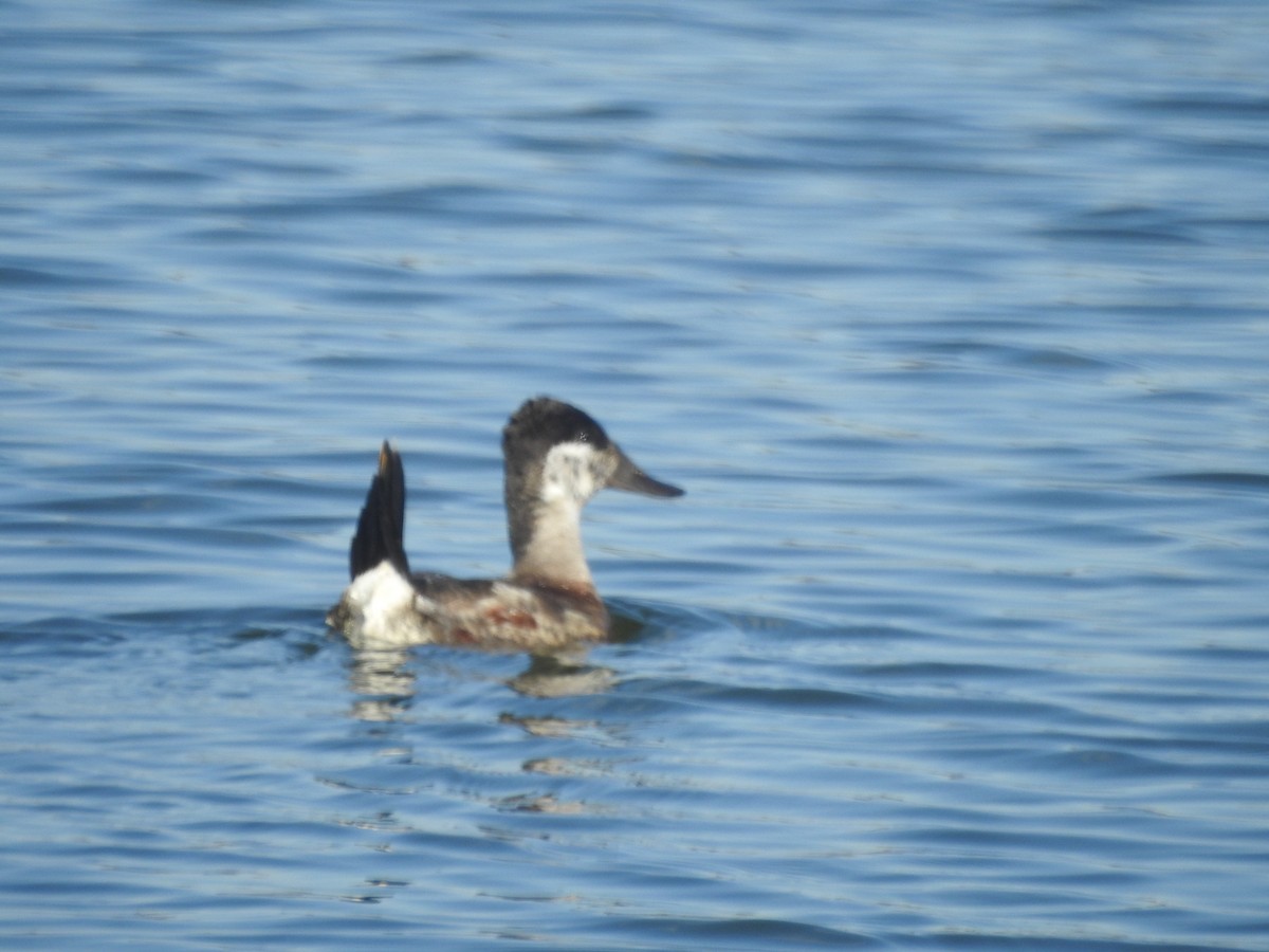 Ruddy Duck - ML614285672