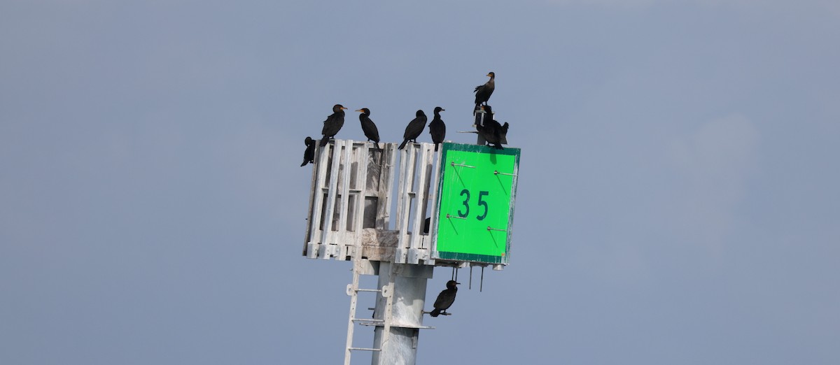 Double-crested Cormorant - ML614285790