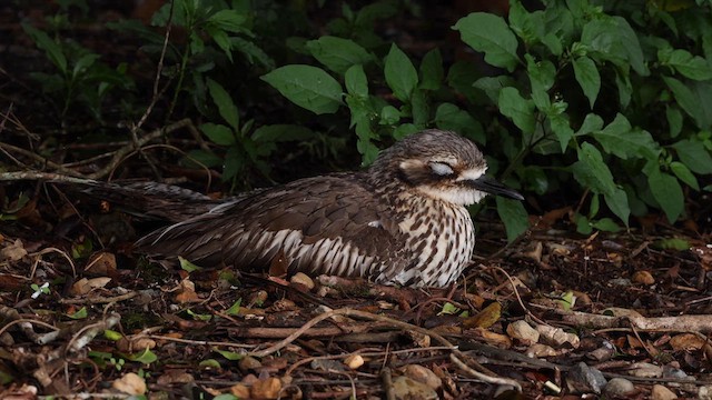 Bush Thick-knee - ML614285939