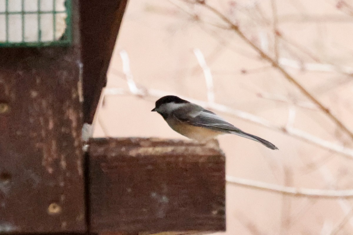 Black-capped Chickadee - ML614285972