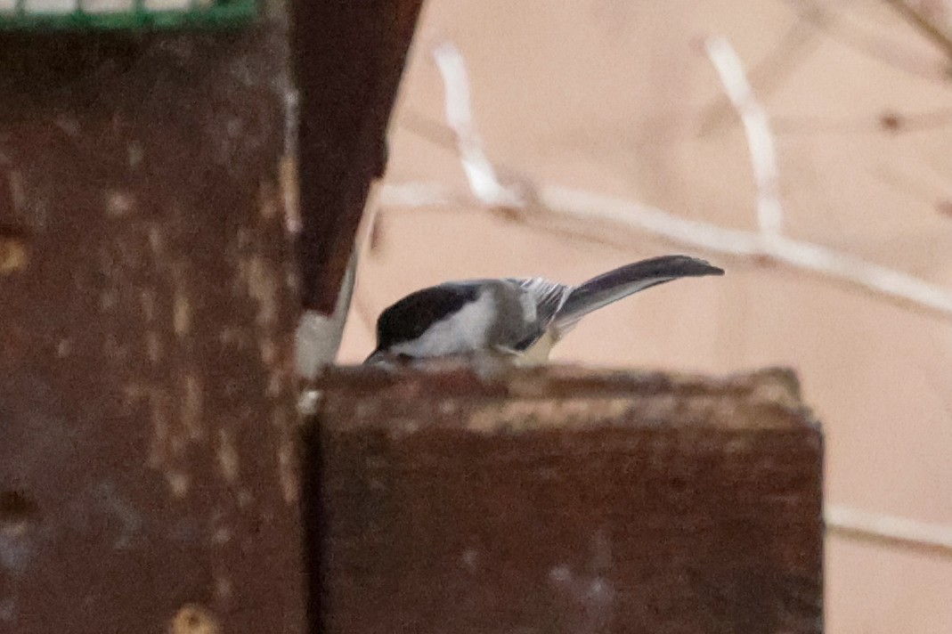 Black-capped Chickadee - ML614285973