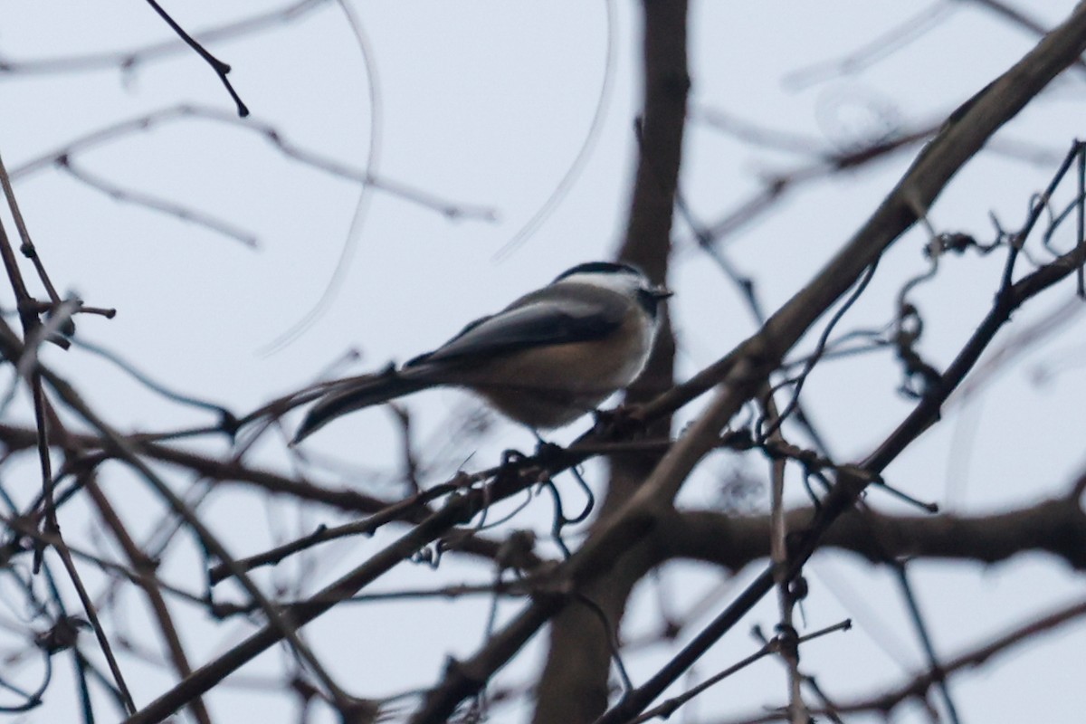 Mésange à tête noire - ML614285974