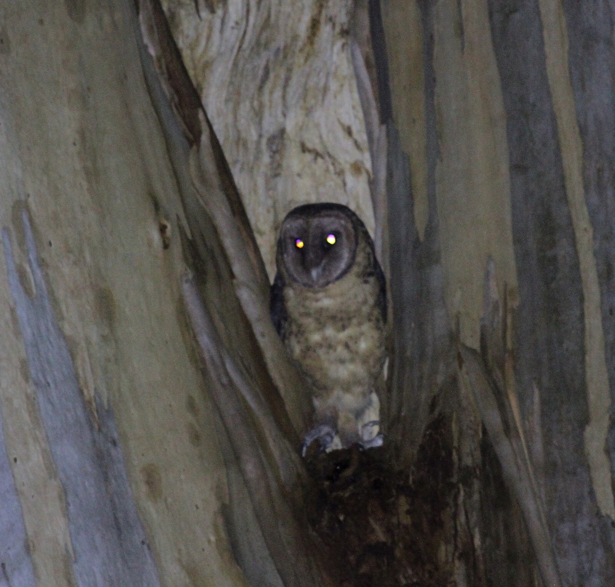 Australian Masked-Owl - ML614285975