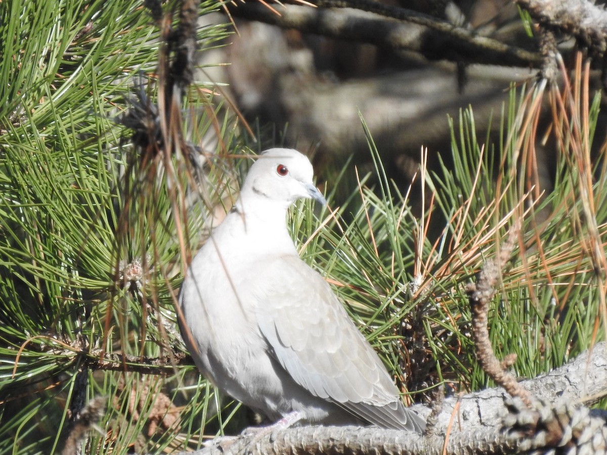 Eurasian Collared-Dove - ML614286005