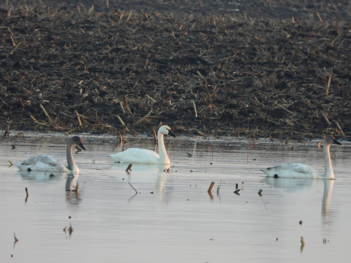 Tundra Swan - Gene Rod