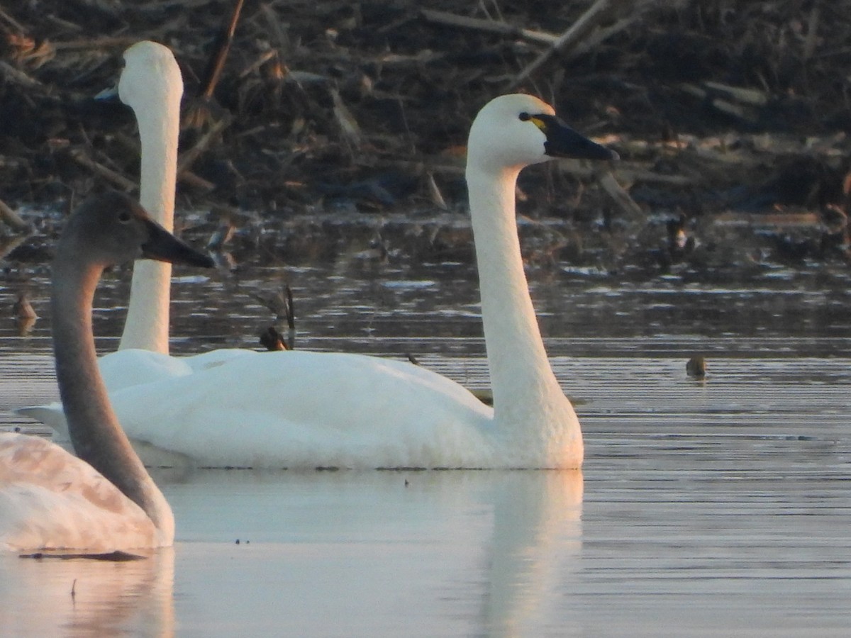 Tundra Swan - ML614286083