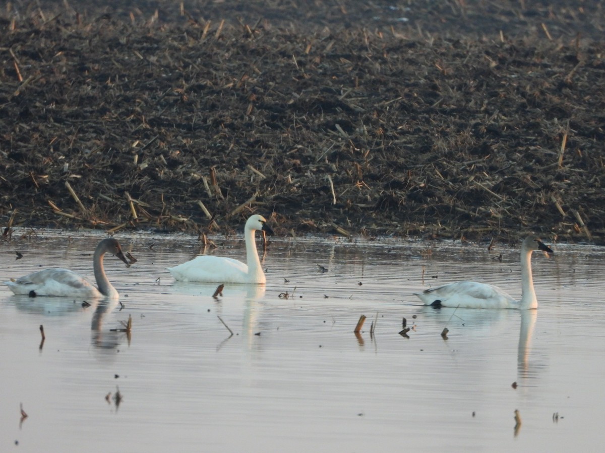 Tundra Swan - ML614286086