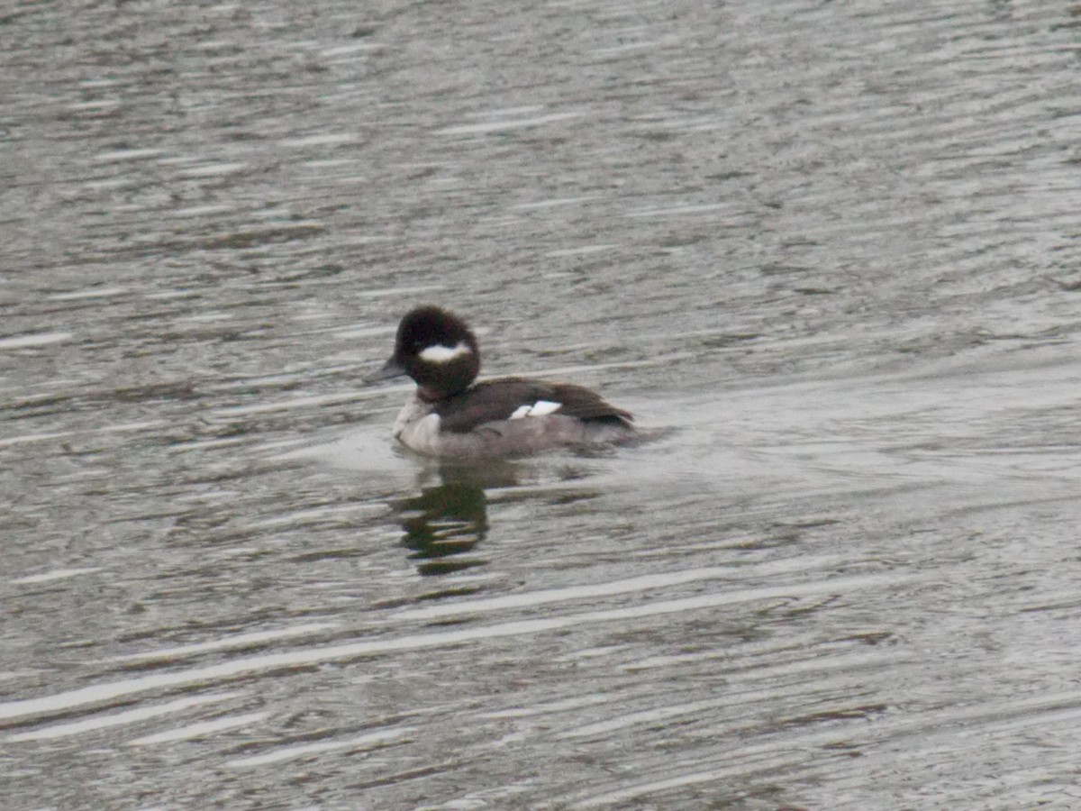 Bufflehead - Glenn Knoblock