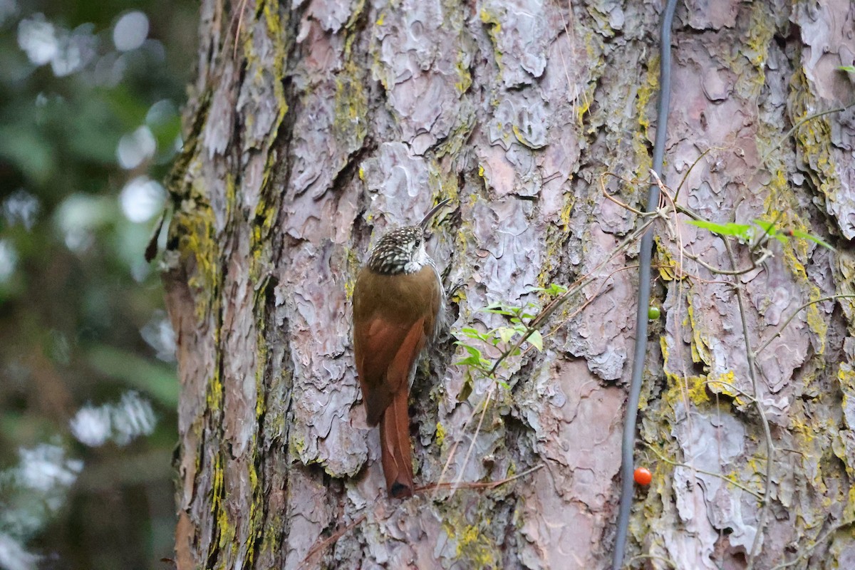 White-striped Woodcreeper - L. Ernesto Perez Montes (The Mexican Violetear 🦉)