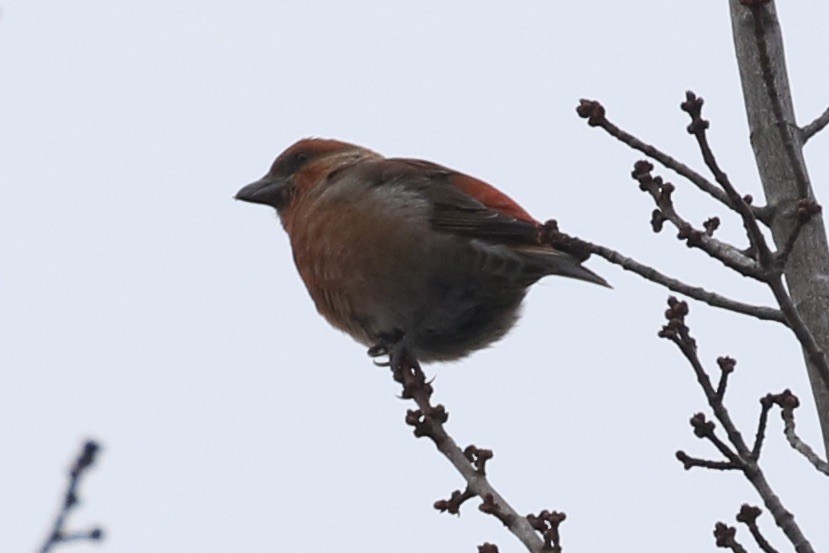 Red Crossbill - ML614286162