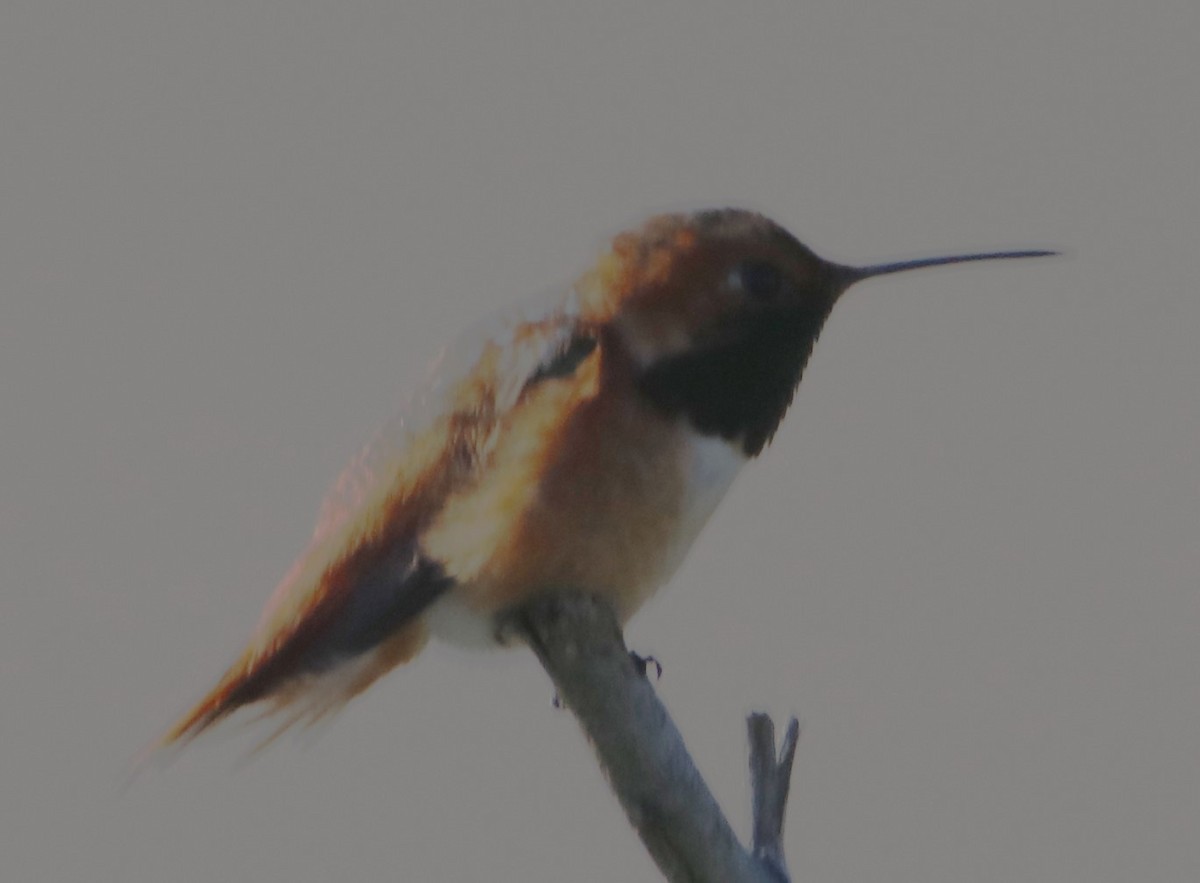 Allen's Hummingbird - ML614286184