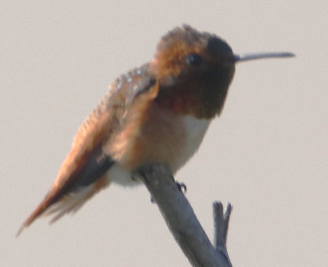 Allen's Hummingbird - ML614286185