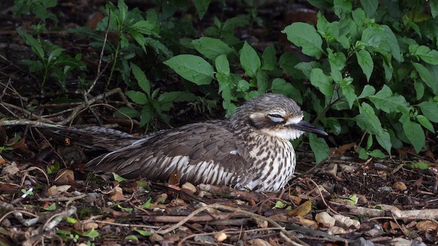 Bush Thick-knee - ML614286210