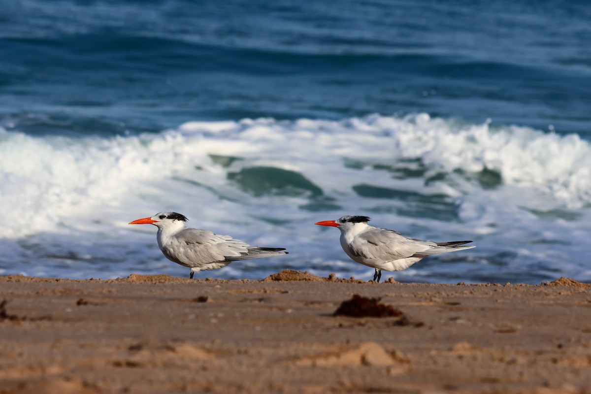 Royal Tern - ML614286213