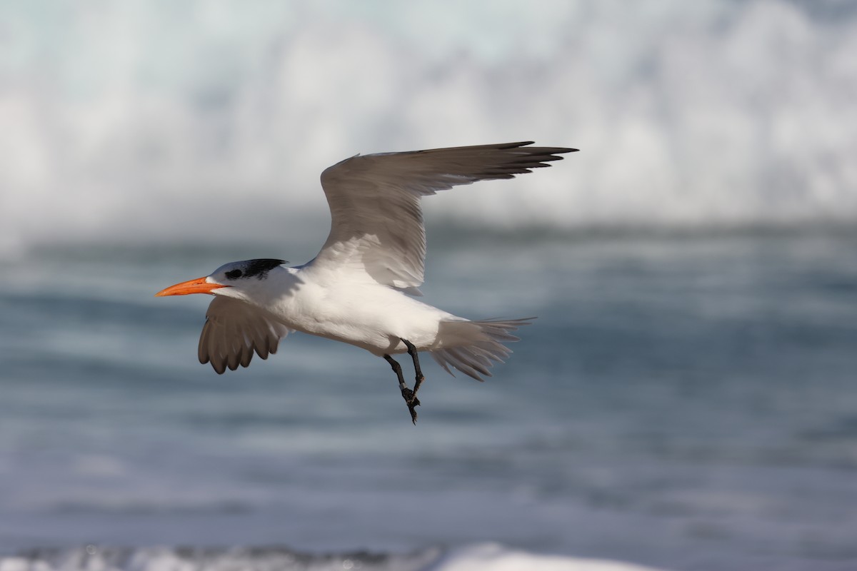Royal Tern - ML614286214