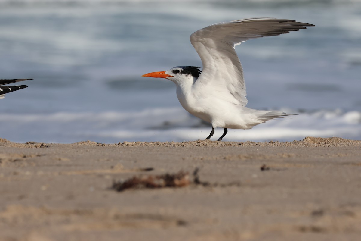 Royal Tern - ML614286218