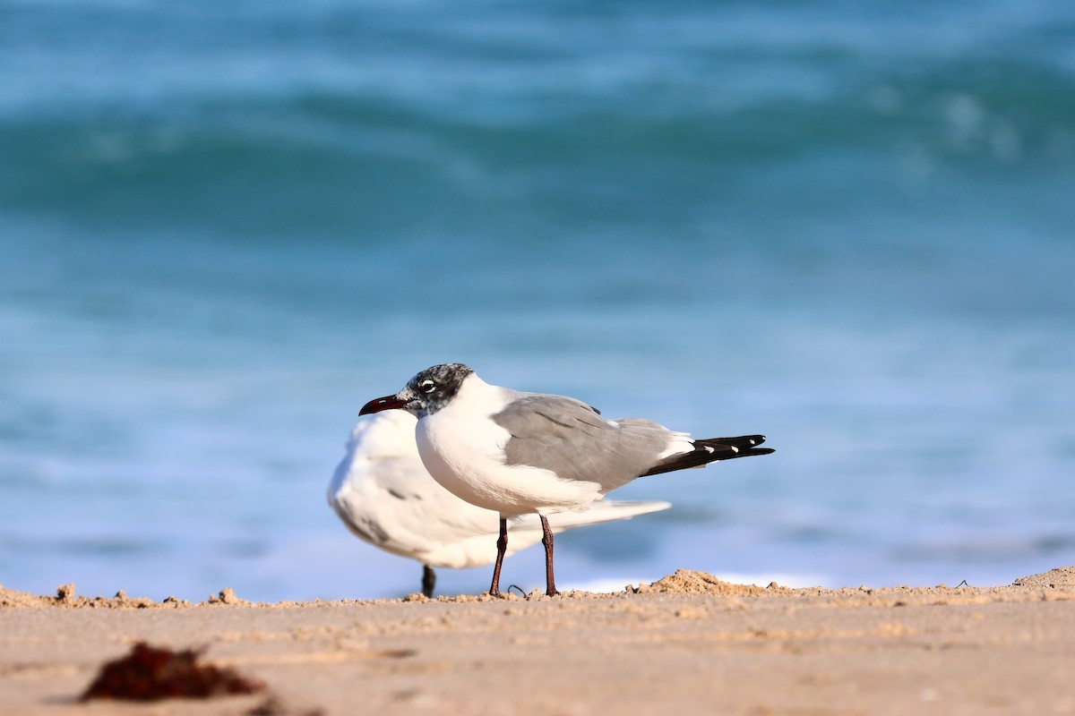 Laughing Gull - ML614286284