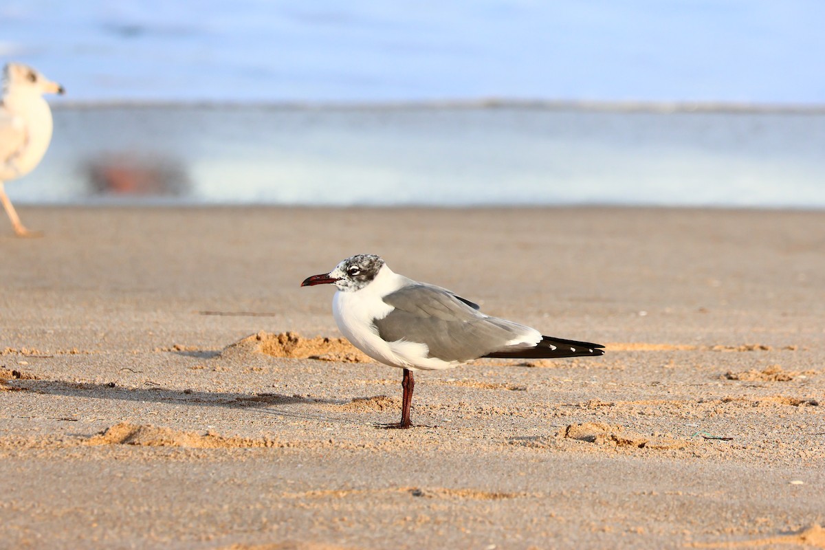 Laughing Gull - ML614286285