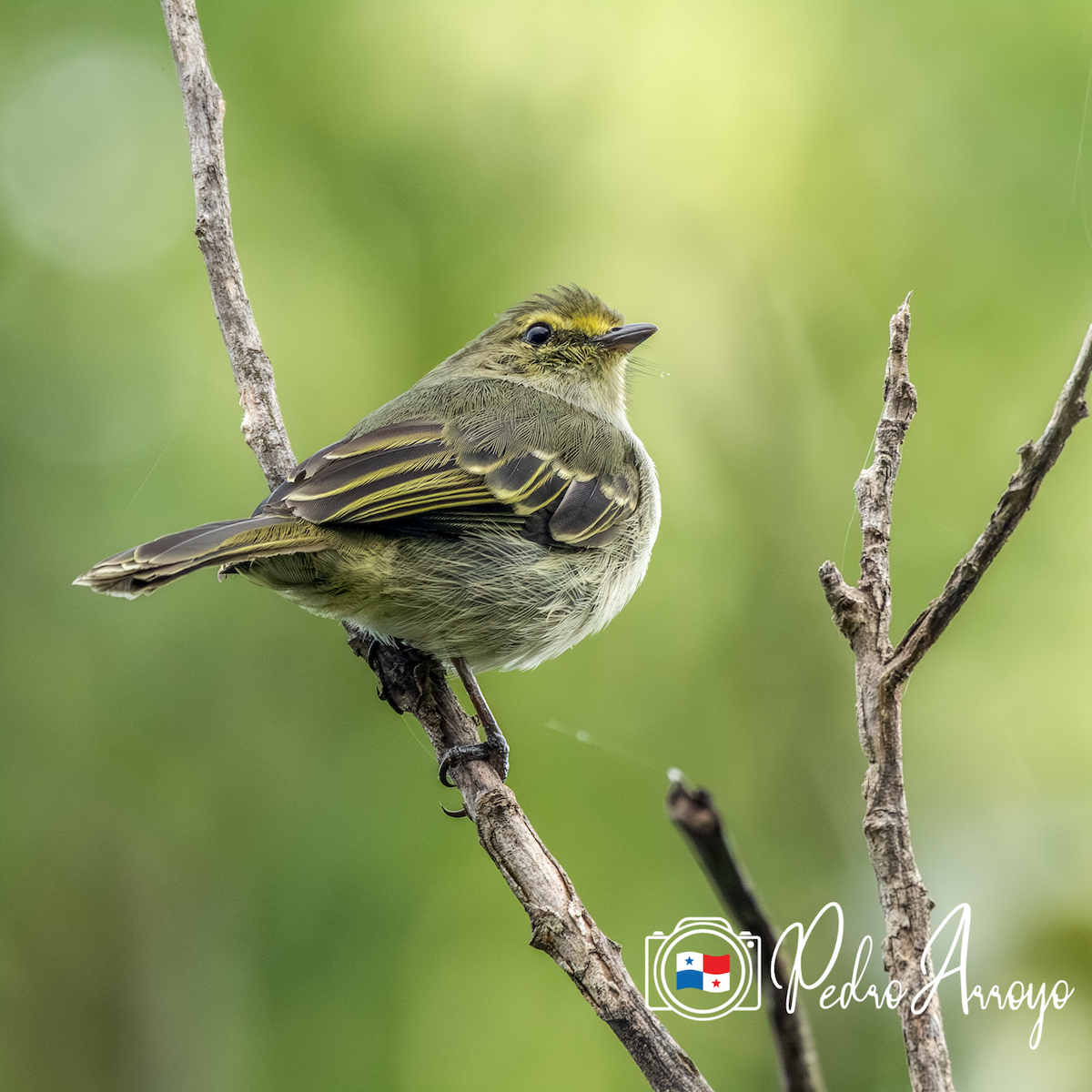 Golden-faced Tyrannulet - ML614286286