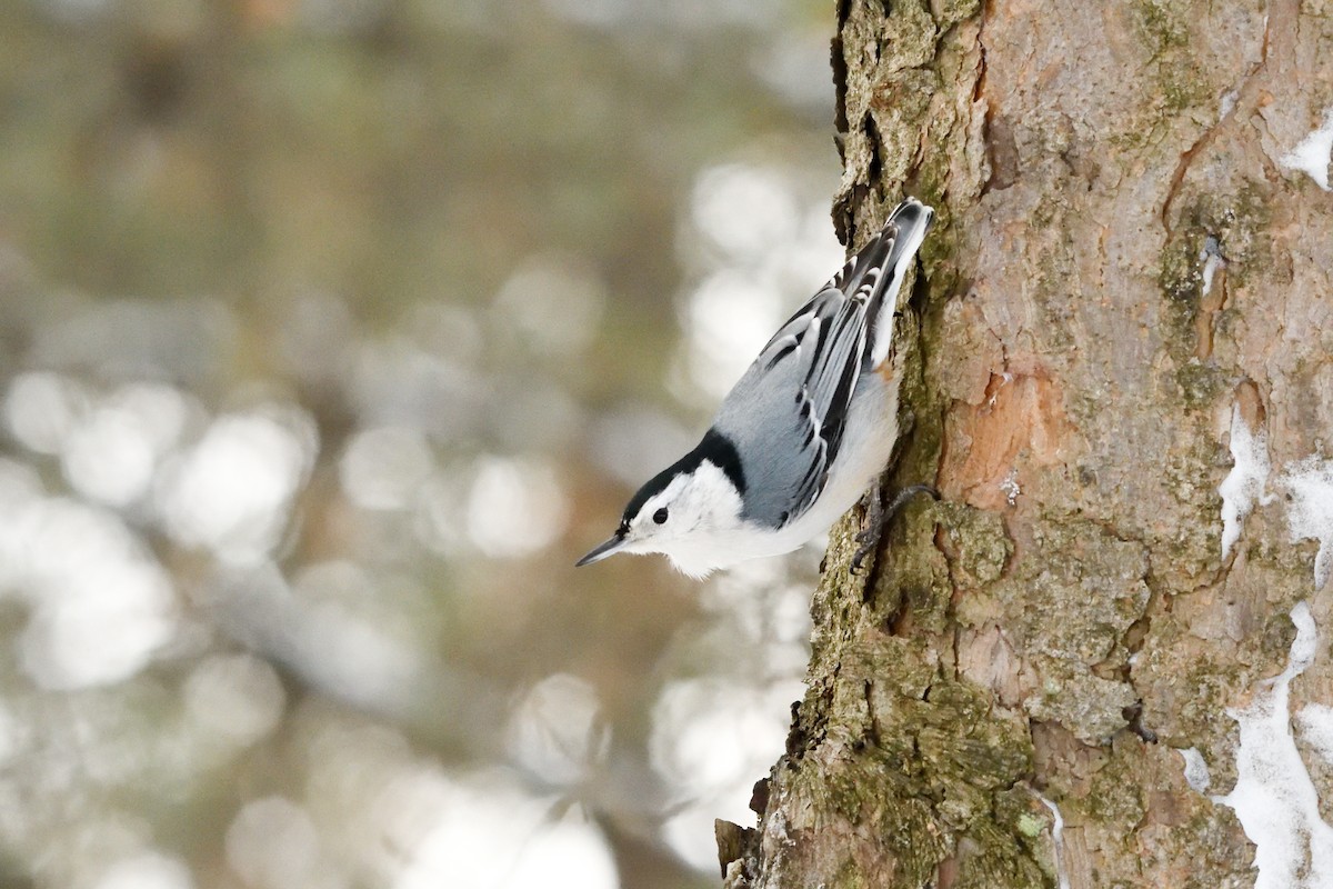 White-breasted Nuthatch - ML614286288