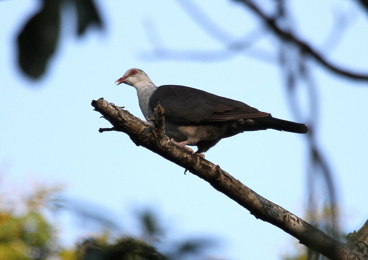 White-headed Pigeon - ML614286295