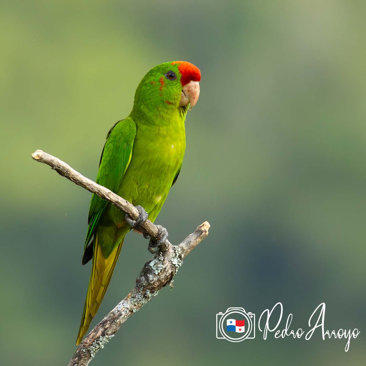 Scarlet-fronted Parakeet - ML614286296