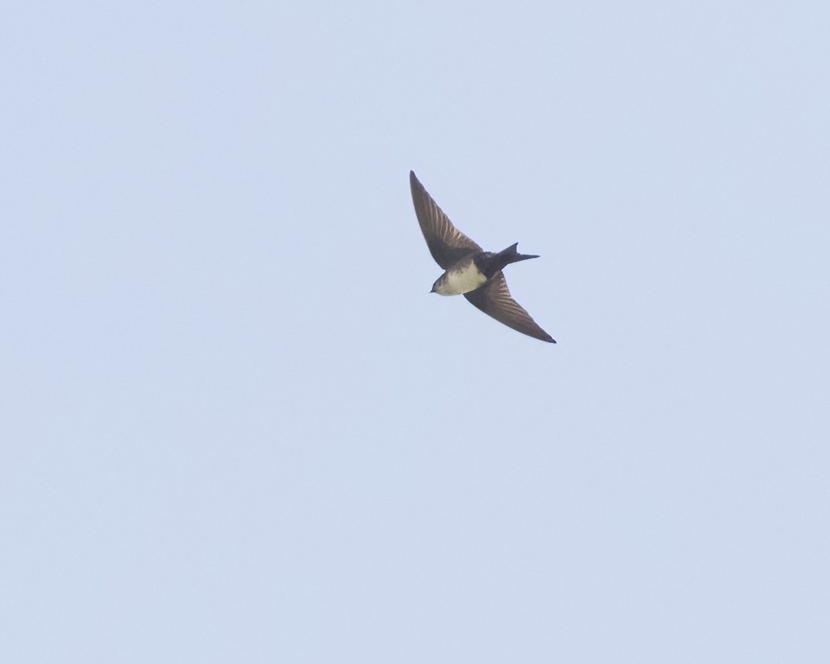 Golondrina Cabecinegra - ML614286306