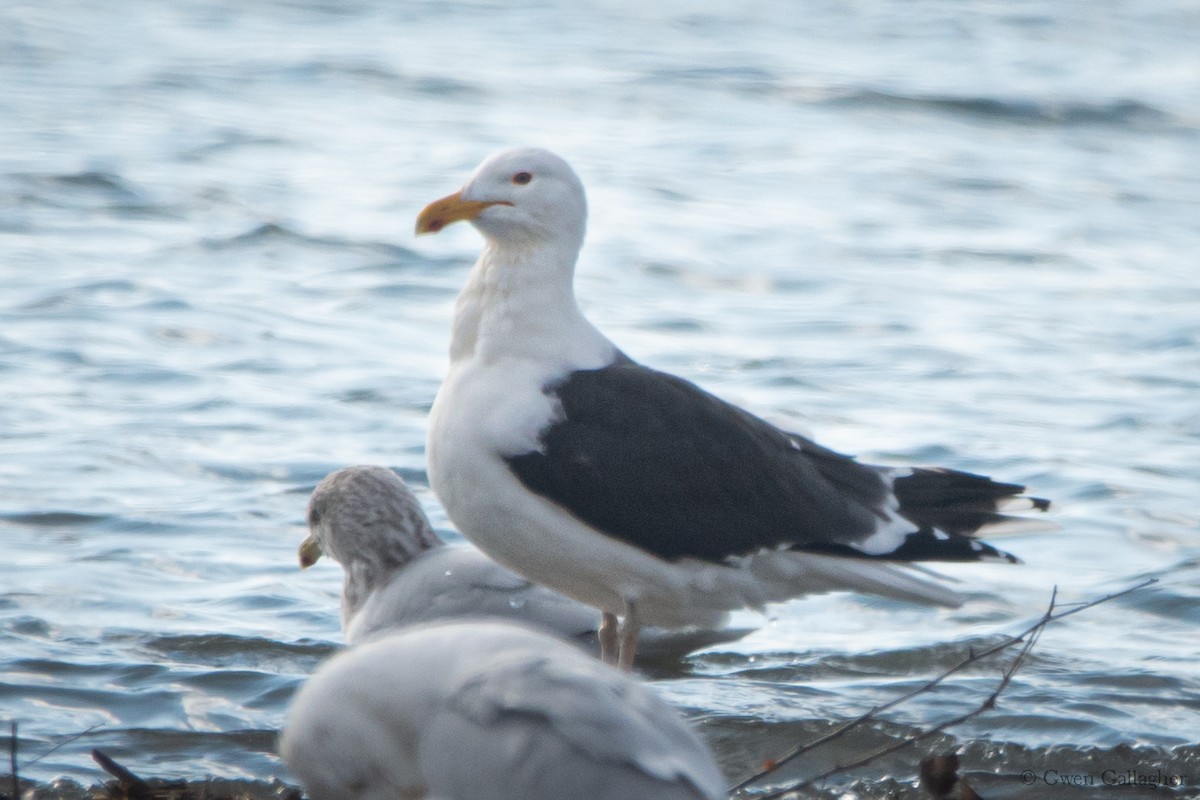 Great Black-backed Gull - ML614286309