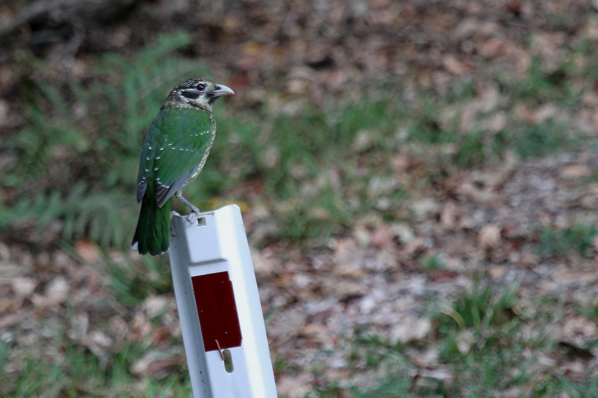 Spotted Catbird - ML614286336