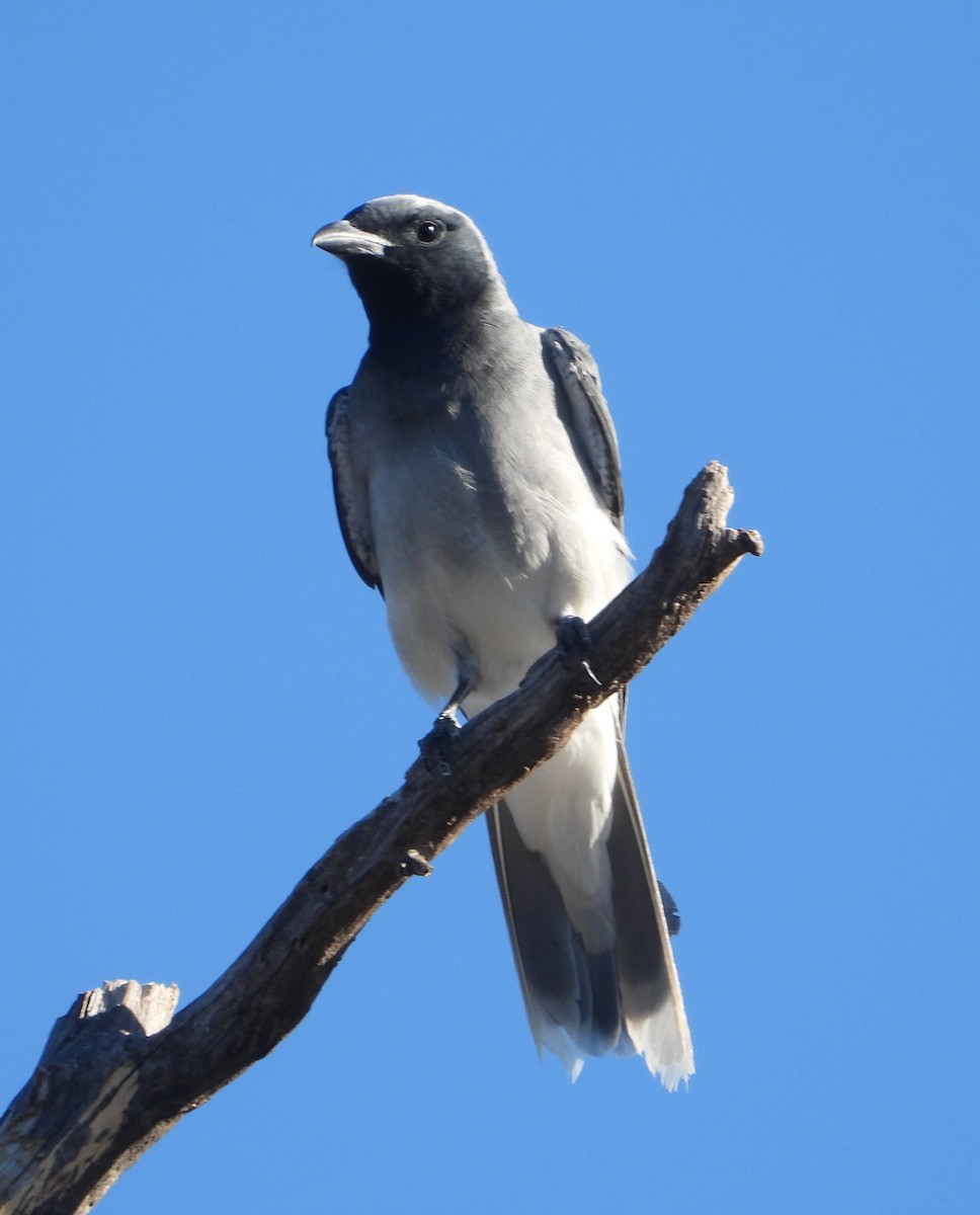 Black-faced Cuckooshrike - ML614286347