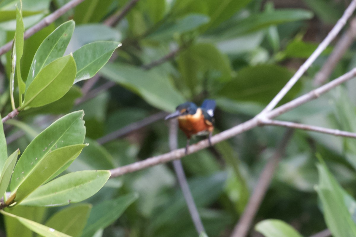 American Pygmy Kingfisher - ML614286365