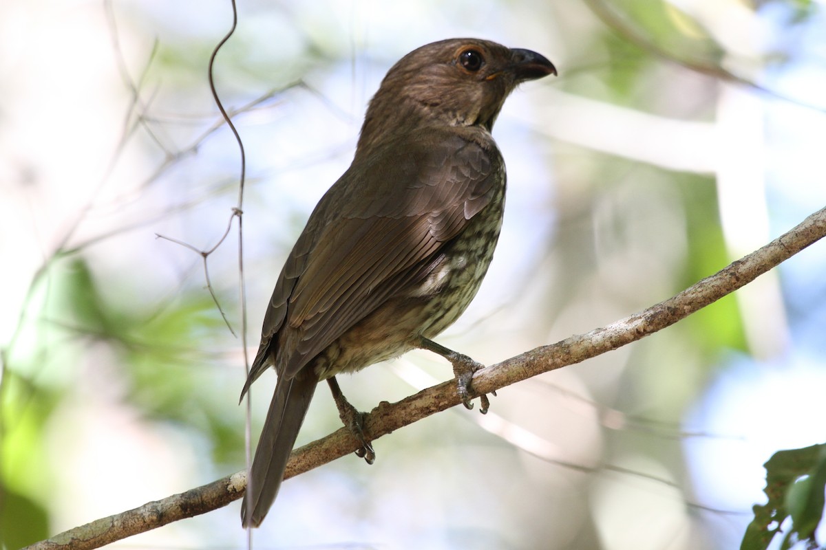 Tooth-billed Bowerbird - ML614286375