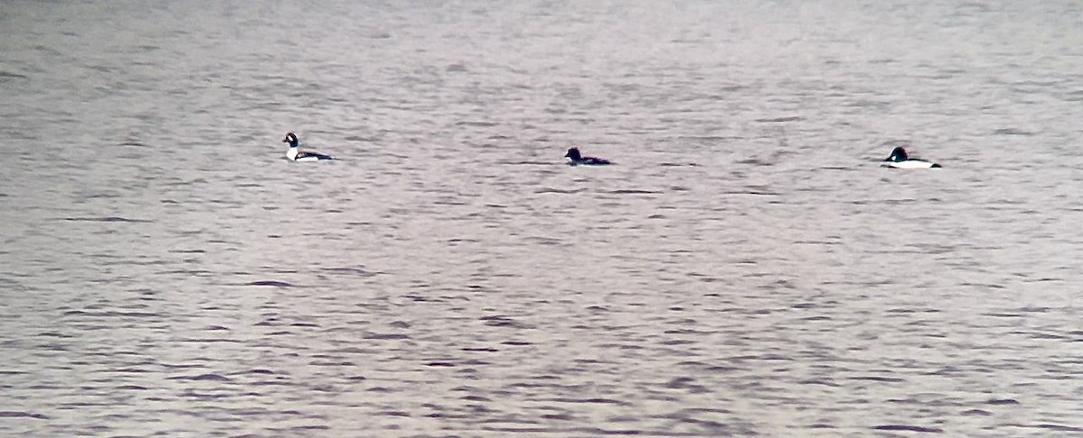 Barrow's Goldeneye - ML614286389