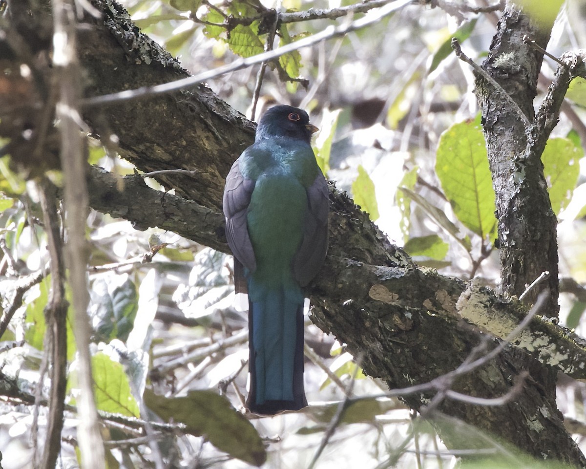 Trogon montagnard - ML614286397