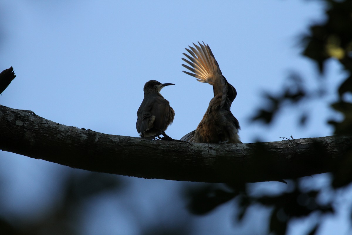 Victoria's Riflebird - ML614286405