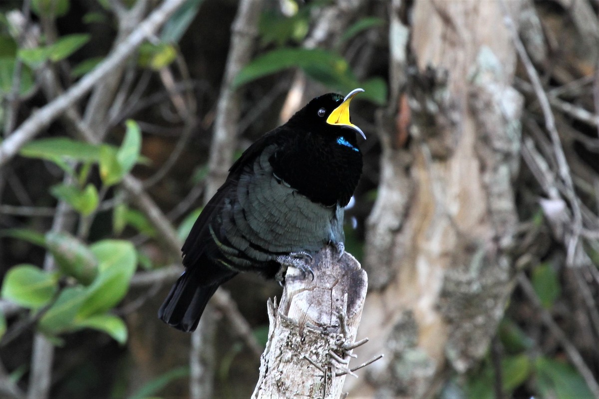 Victoria's Riflebird - ML614286406