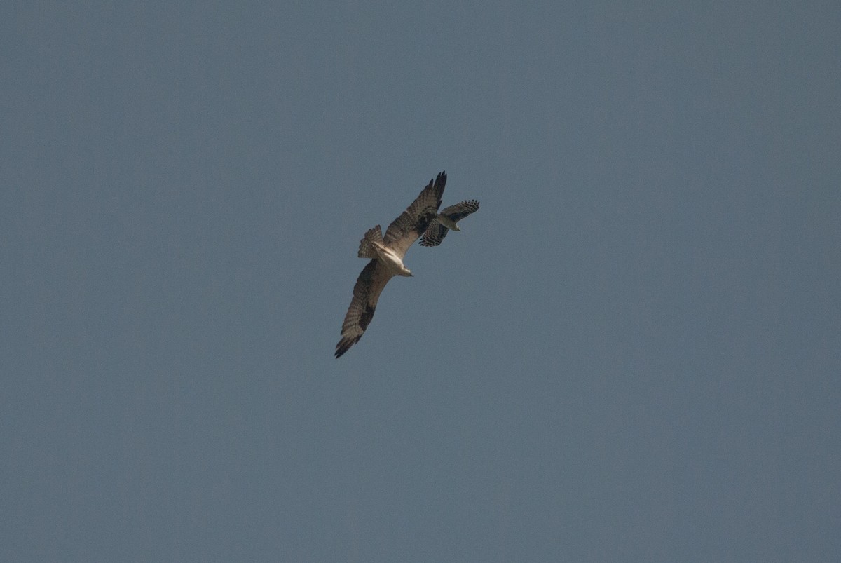 Águila Pescadora - ML614286413