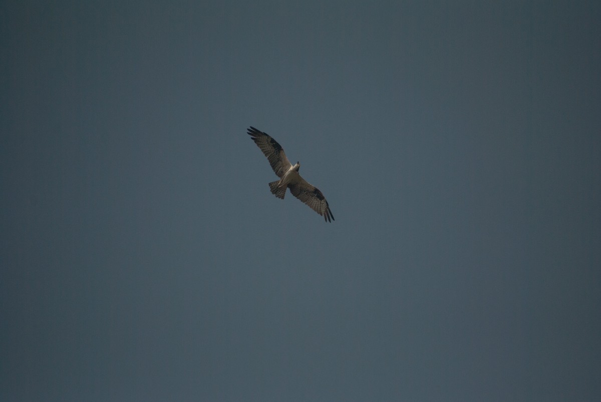 Águila Pescadora - ML614286414