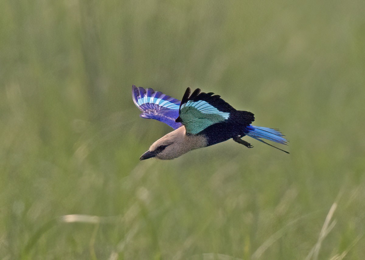 Blue-bellied Roller - ML614286447